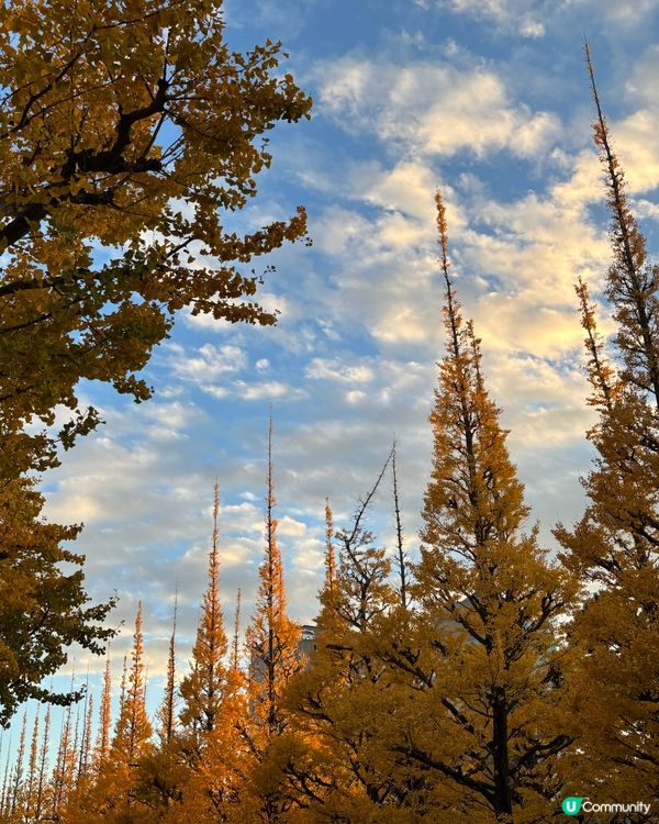 明治神宮外苑賞楓 