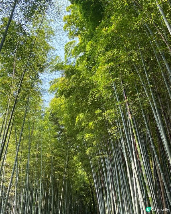 日本京都享受大自然不要再去稻荷神社了，景點背後都有一段歷史～