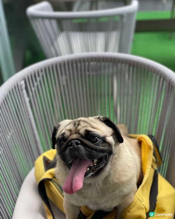 觀塘·寵物餐廳🐶有狗狗Menu