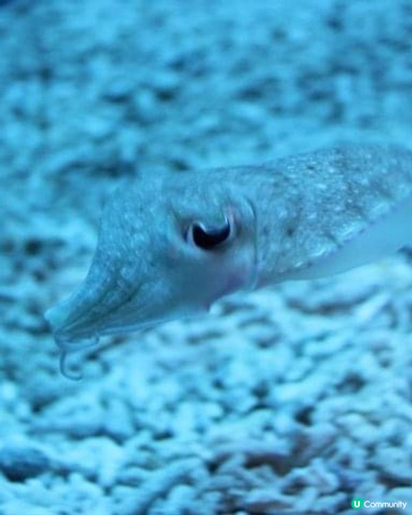 海之館：墾丁海生館