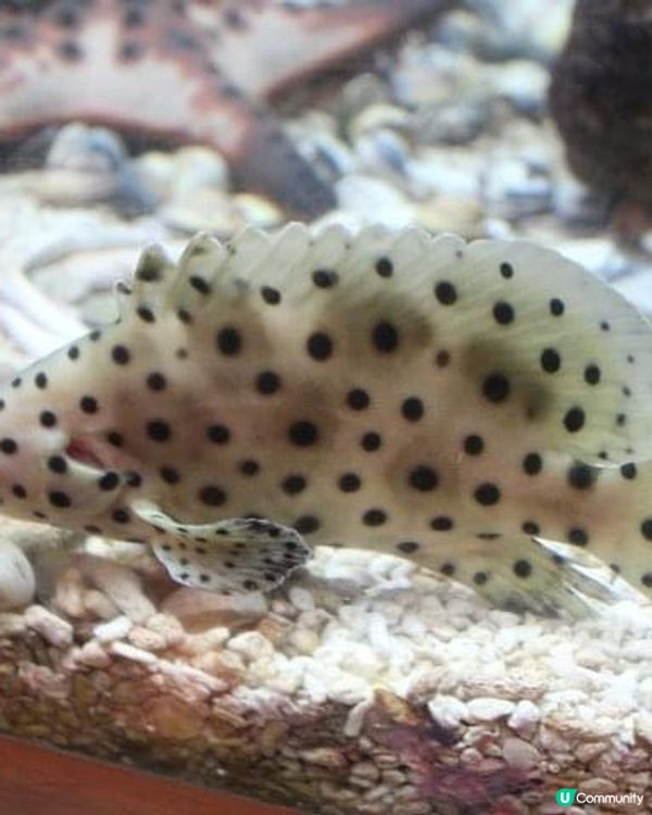 海之館：墾丁海生館