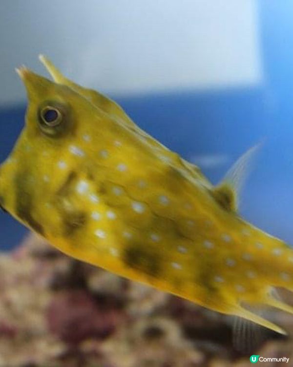 海之館：墾丁海生館