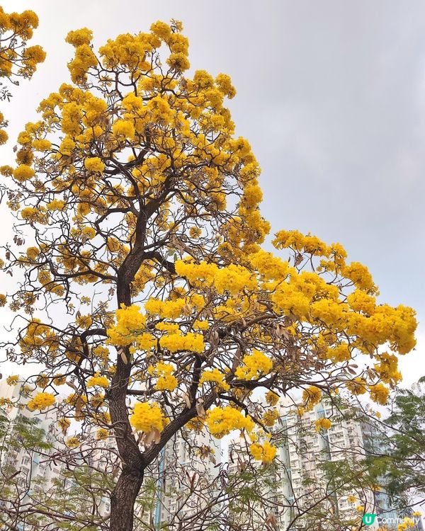 銀鱗金鈴木@長沙灣