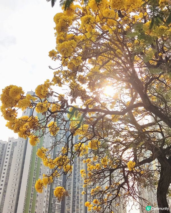 銀鱗金鈴木@長沙灣