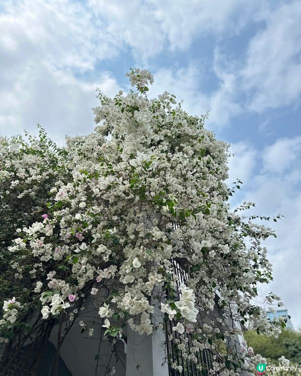 古式古香甘坑古鎮