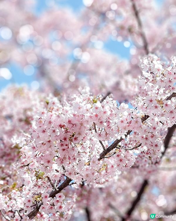 3月中的東京櫻花