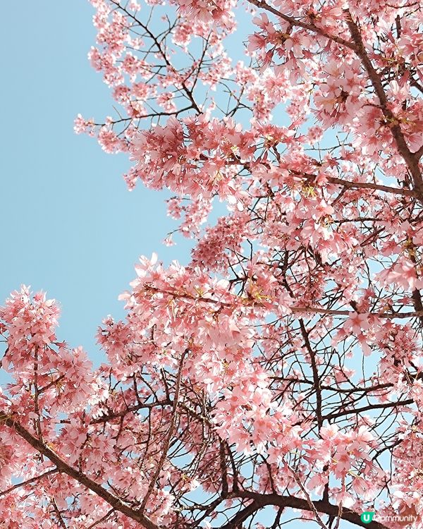 3月中的東京櫻花