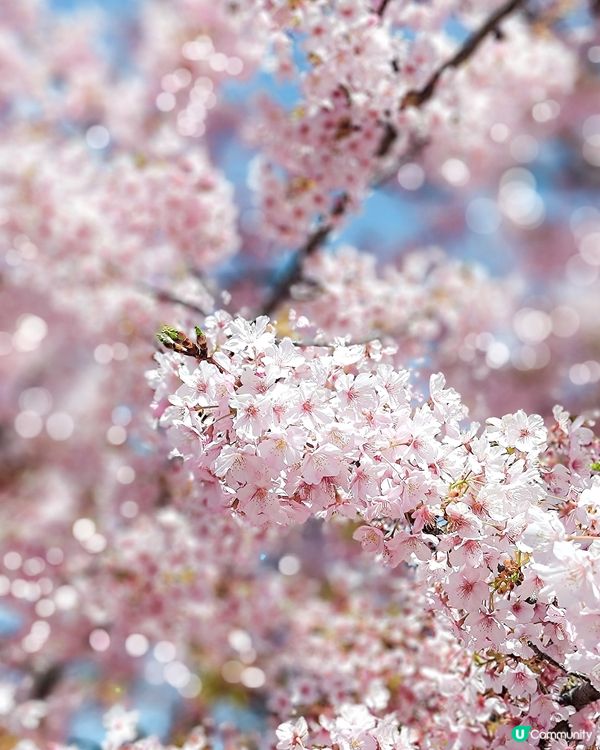 3月中的東京櫻花