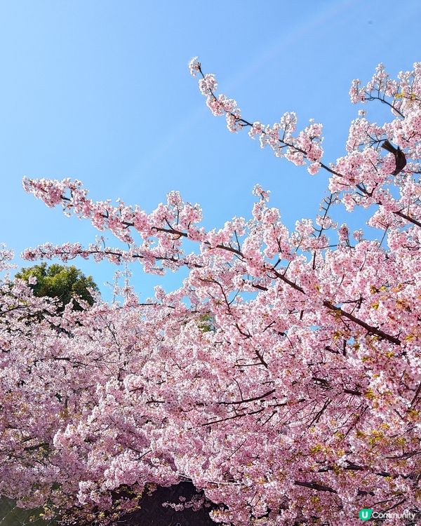 3月中的東京櫻花