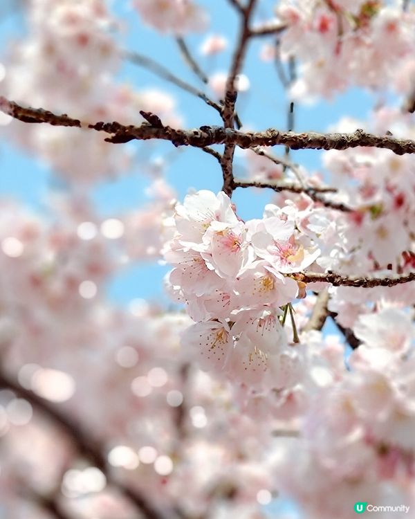 3月中的東京櫻花