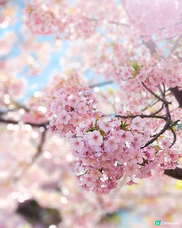 3月中的東京櫻花