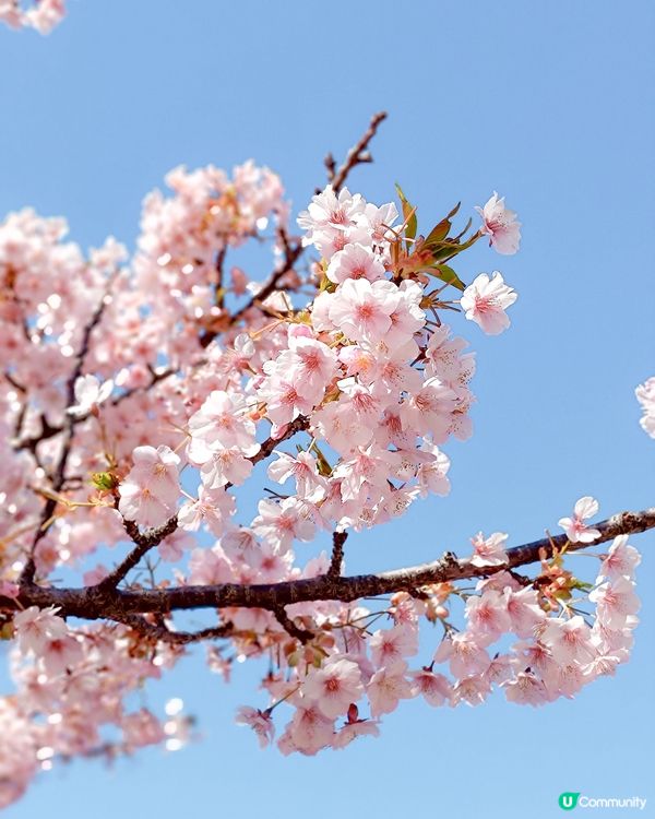 3月中的東京櫻花