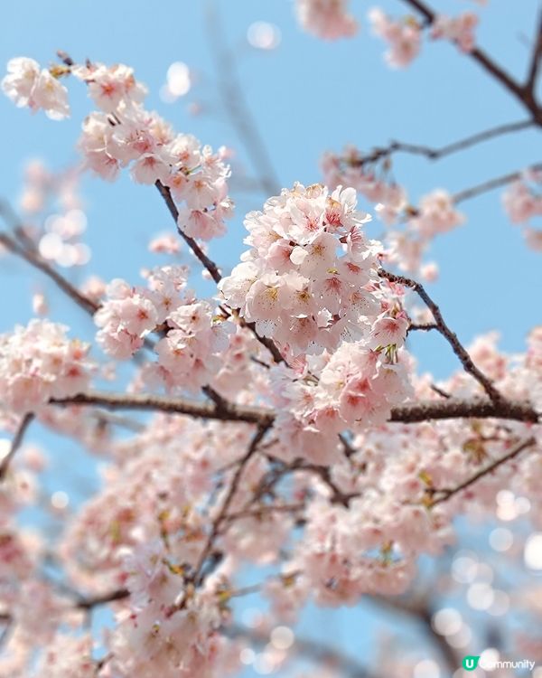 3月中的東京櫻花