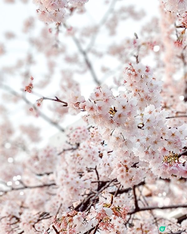 3月中的東京櫻花