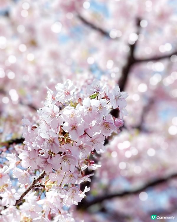 3月中的東京櫻花