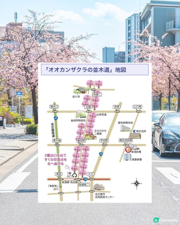 名古屋追櫻🌸 滿開櫻花攝影秘點