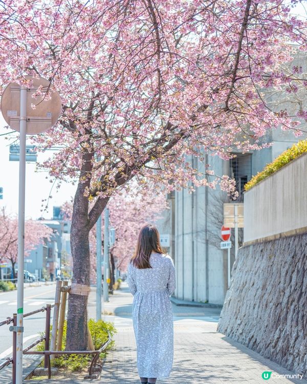 名古屋追櫻🌸 滿開櫻花攝影秘點