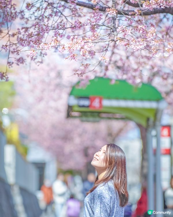 名古屋追櫻🌸 滿開櫻花攝影秘點