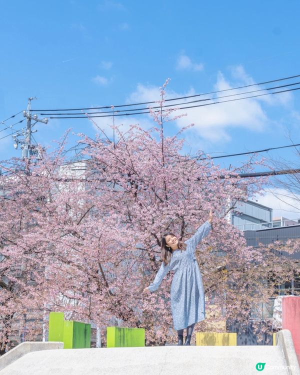 名古屋追櫻🌸 滿開櫻花攝影秘點