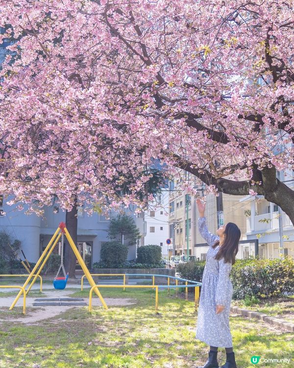 名古屋追櫻🌸 滿開櫻花攝影秘點