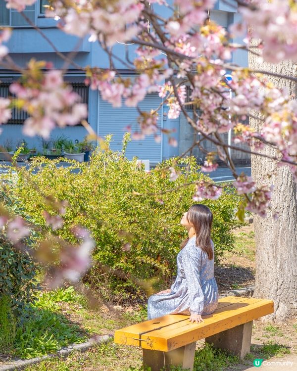 名古屋追櫻🌸 滿開櫻花攝影秘點