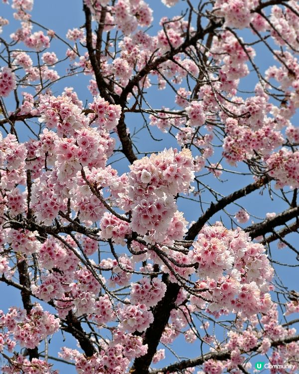 名古屋追櫻🌸 滿開櫻花攝影秘點