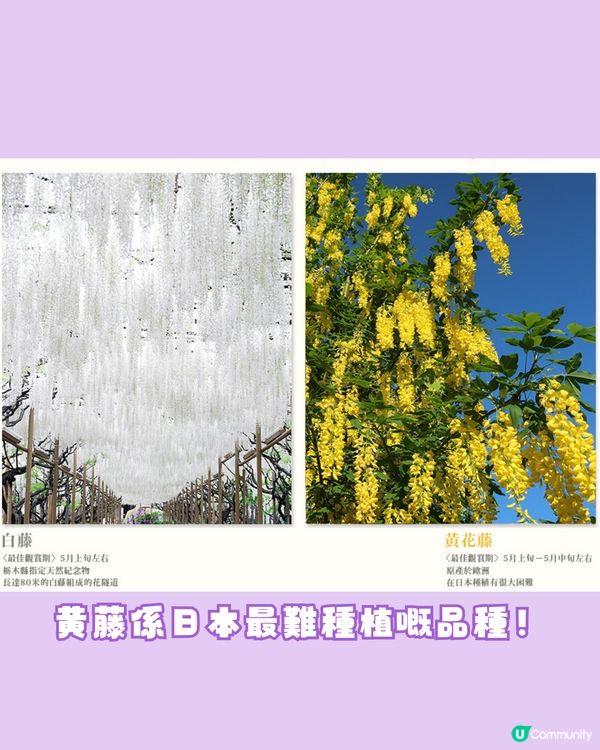 紫藤花4月東京接力盛開💜全日本唯一獲評世界10大夢幻旅遊景點