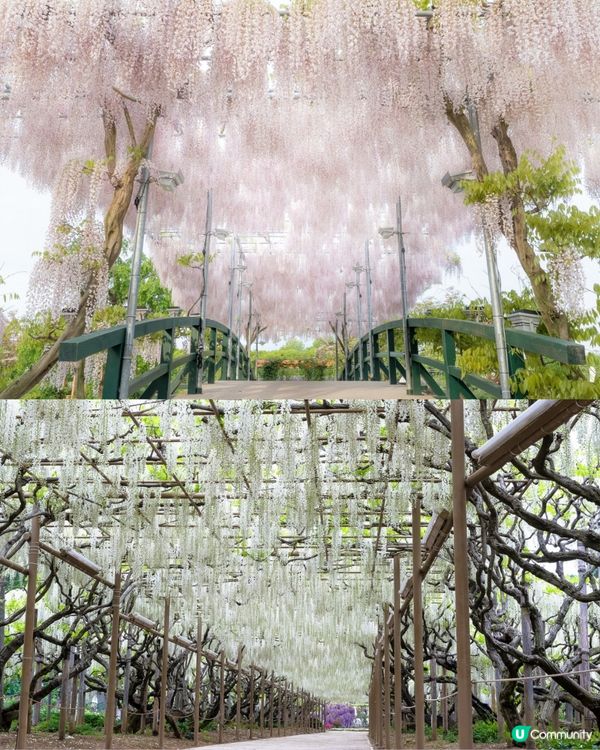 紫藤花4月東京接力盛開💜全日本唯一獲評世界10大夢幻旅遊景點