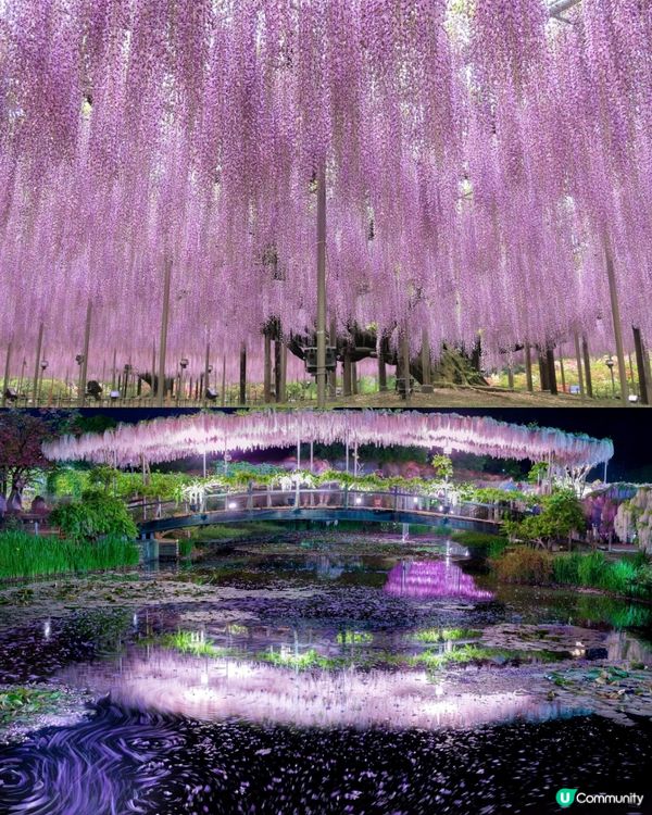 紫藤花4月東京接力盛開💜全日本唯一獲評世界10大夢幻旅遊景點