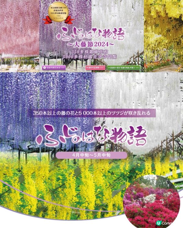 紫藤花4月東京接力盛開💜全日本唯一獲評世界10大夢幻旅遊景點