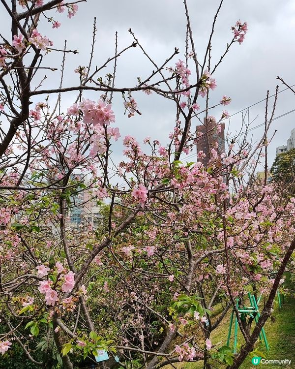 🇲🇴澳門🌸賞櫻之旅