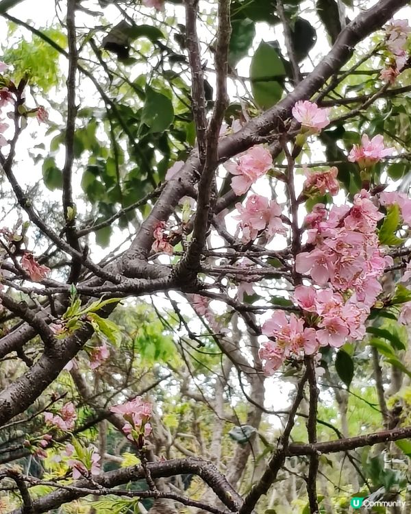🇲🇴澳門🌸賞櫻之旅