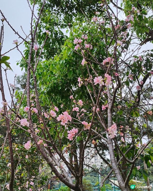 🇲🇴澳門🌸賞櫻之旅