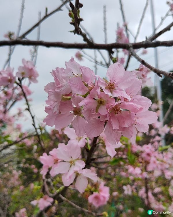 🇲🇴澳門🌸賞櫻之旅