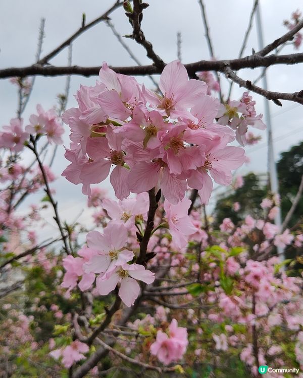 🇲🇴澳門🌸賞櫻之旅