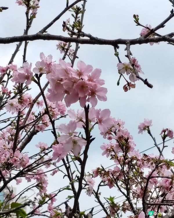 🇲🇴澳門🌸賞櫻之旅