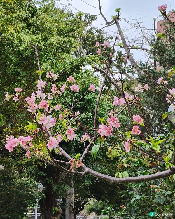🇲🇴澳門🌸賞櫻之旅