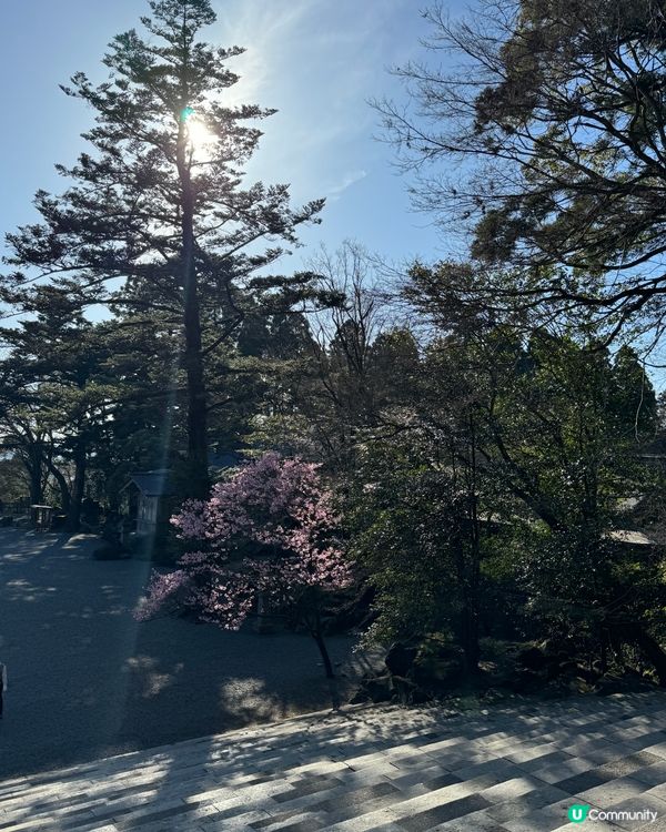 霧島神宮賞櫻🌸