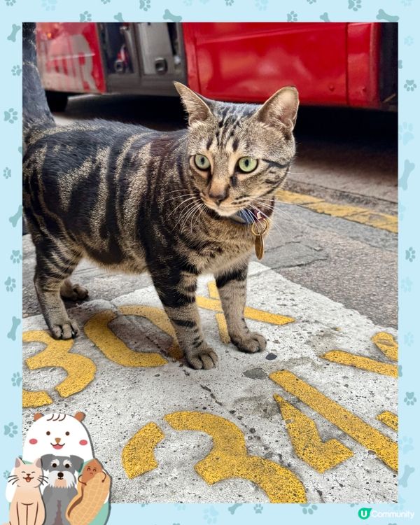 探訪全港最佳貓店長冠軍—阻B😼