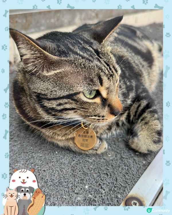 探訪全港最佳貓店長冠軍—阻B😼