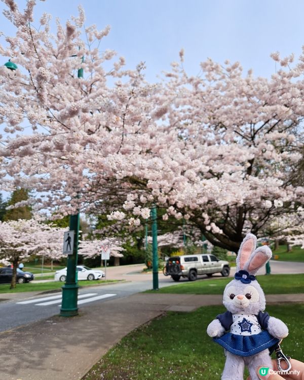 溫哥華賞櫻之旅