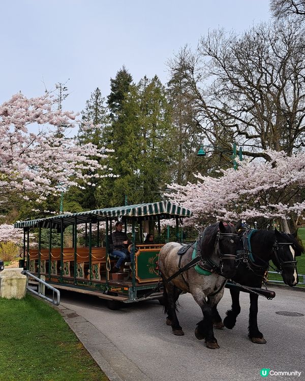 溫哥華賞櫻之旅