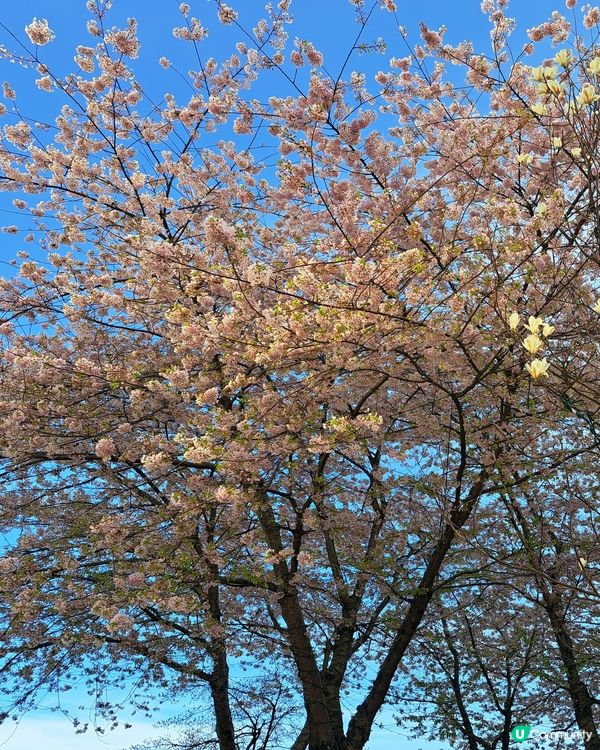 溫哥華賞櫻之旅