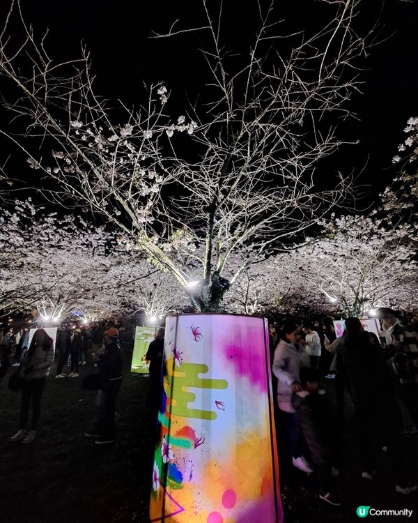 溫哥華賞櫻之旅