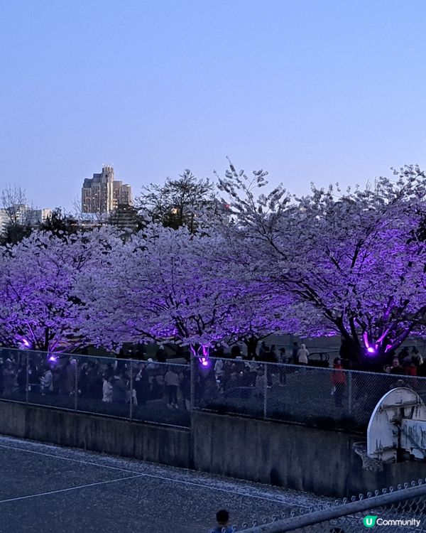 溫哥華賞櫻之旅