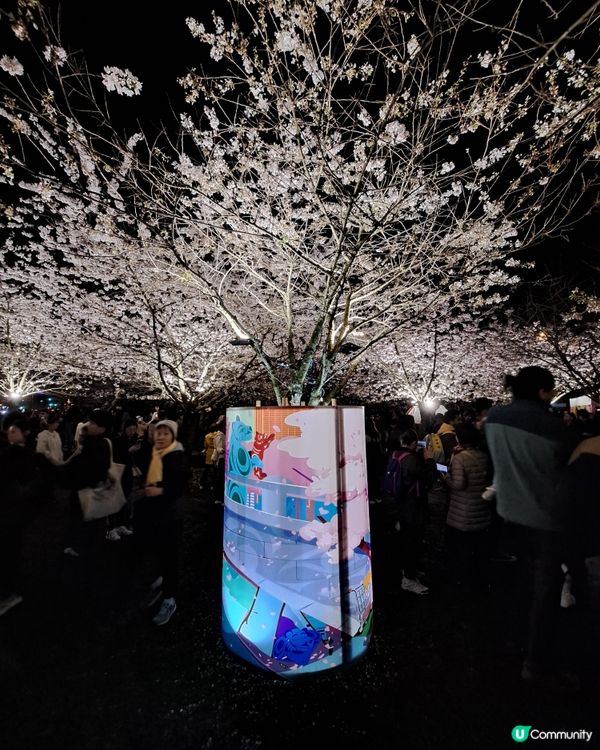 溫哥華賞櫻之旅