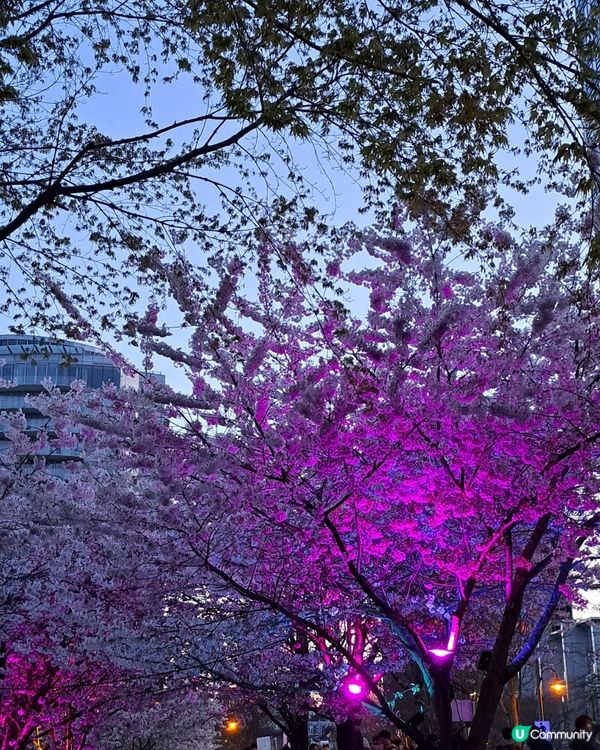 溫哥華賞櫻之旅