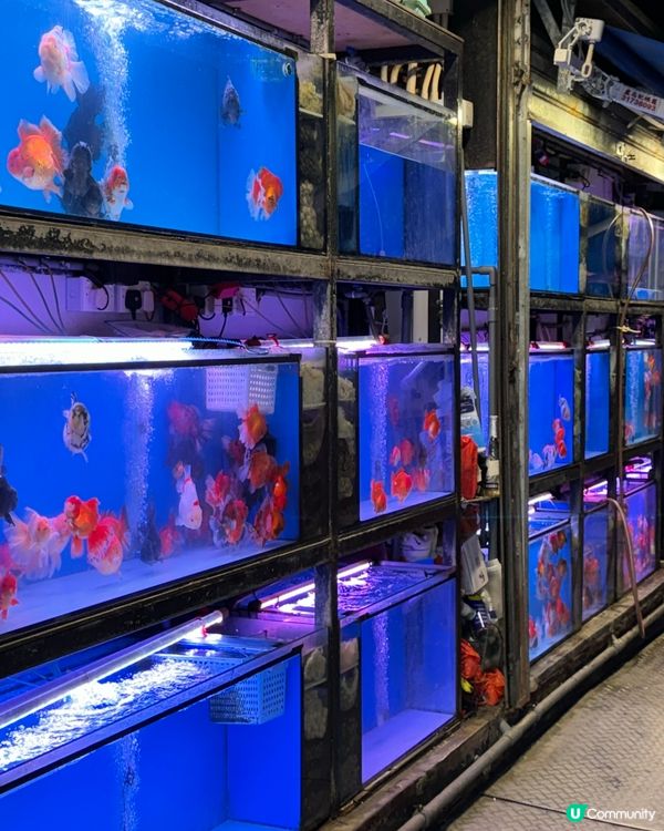 香港故事系列：金魚街