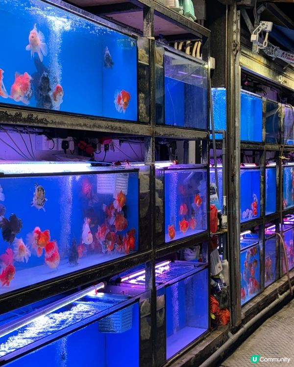 香港故事系列：金魚街