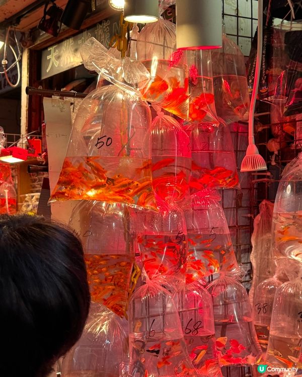 香港故事系列：金魚街